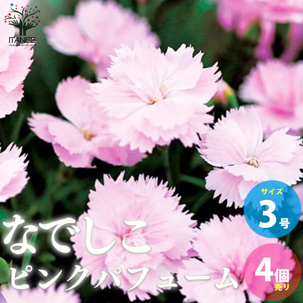 Amazon.co.jp: 甘い香り四季咲き芳香性なでしこ・ピンクパフューム 3号